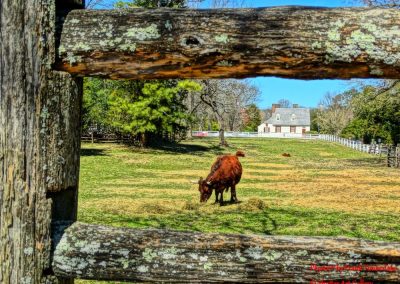 Colonial Cattle Grazing