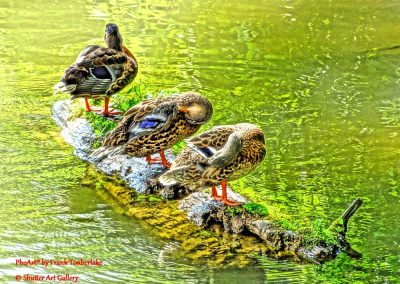 Duck Its Bath Time