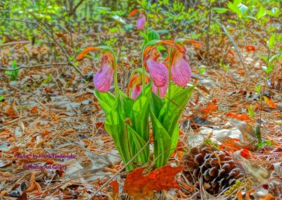 Lindas Lady Slippers